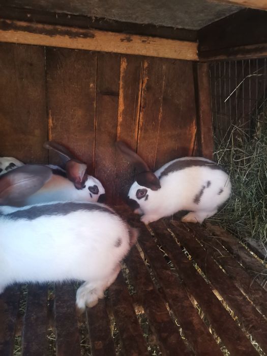 Кролі кролики строкач.