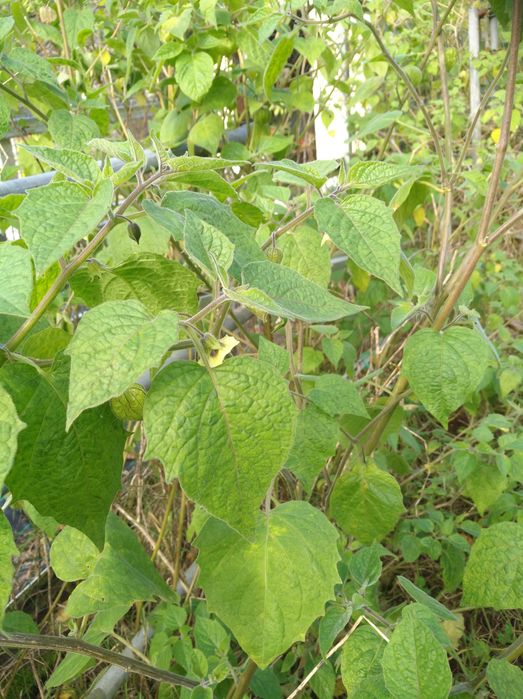 Planta physalis_ Vila Verde