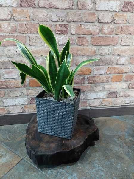 Podstawka na kółkach pod doniczkę Dębowa