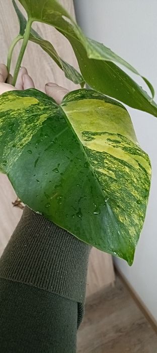 Monstera Aura- ukorzeniona
