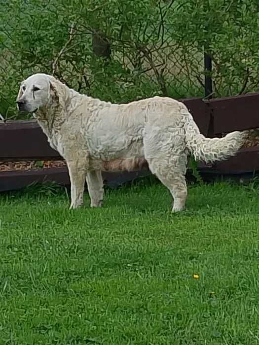 Szczeniak Golden Retriever
