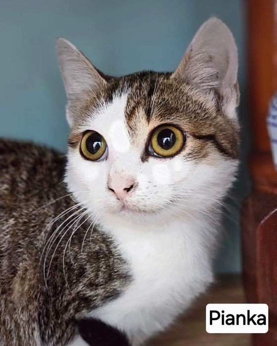 Kocie dzieci ,dziewczynki szukają super domków.