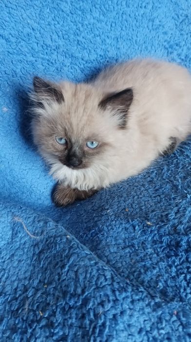 Хлопчик Невстка маскарадна 2 міс