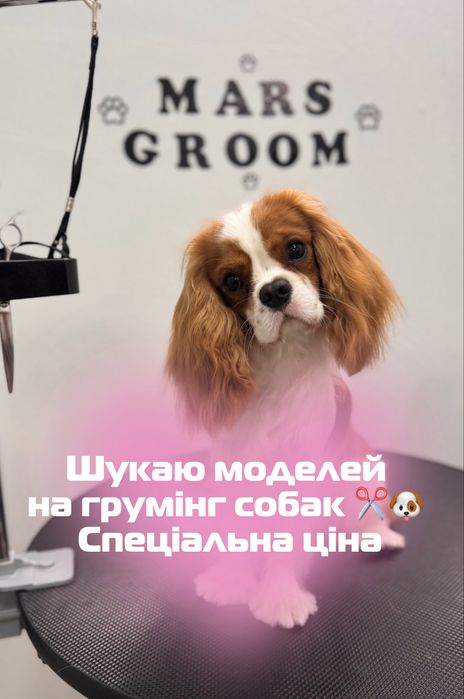 Грумінг собак метро Ботанічний Сад або Салтівське шосе Шукаю моделей Салтовка Павлове Поле Науки