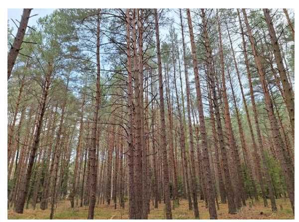 Działka leśna z lasem sosnowym