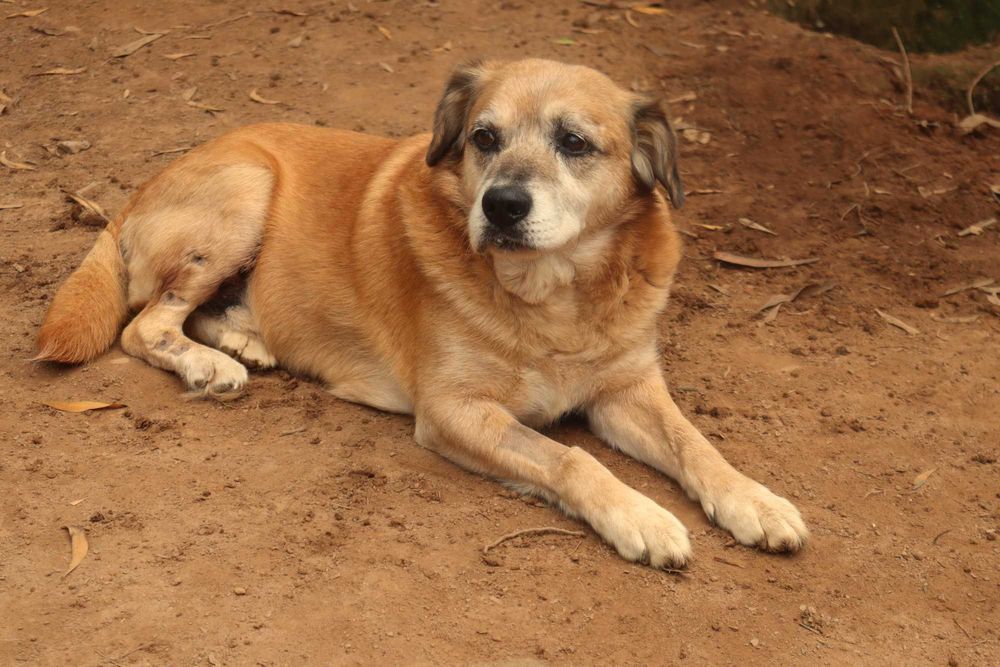 Mateus, para adoção!