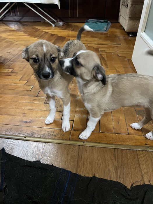 Собаки метис папильон и тойтерьер