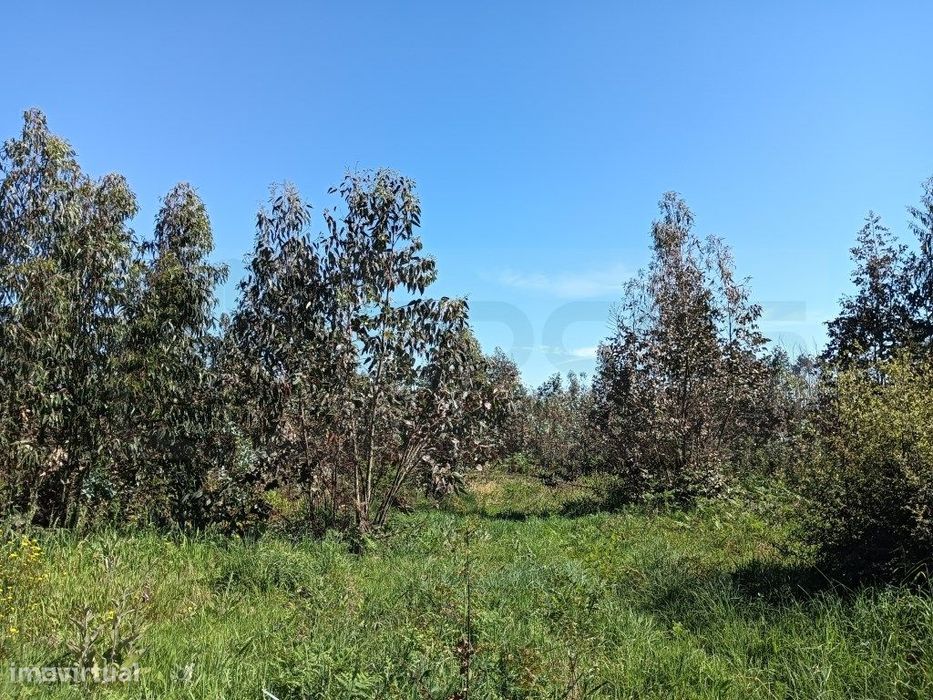 Terreno com 22.50m de frente para moradia - Alquerubim / Albergaria...