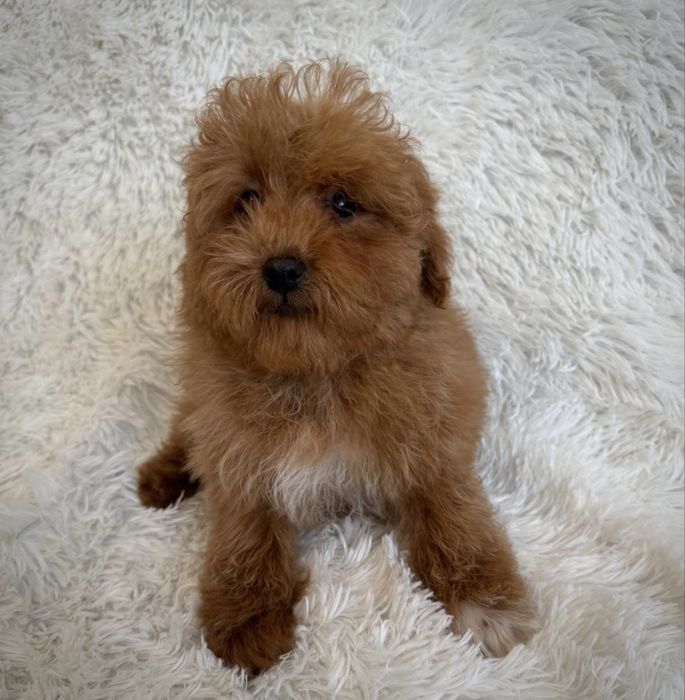 Śliczny piesek Maltipoo