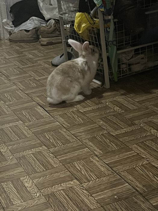 Декоративний кролик