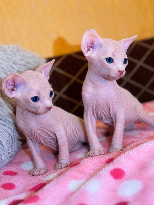 котята кандский сфинкса