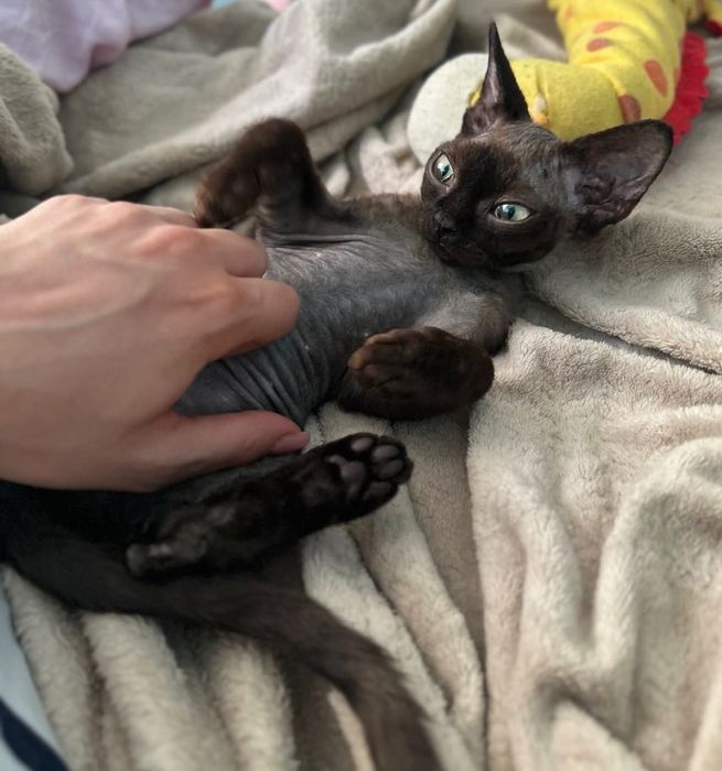 Кошенята девон рекс