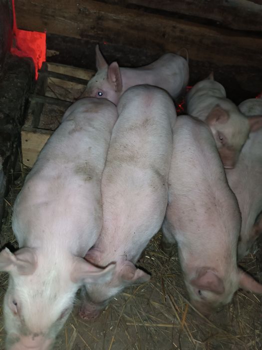 Продам малих поросят