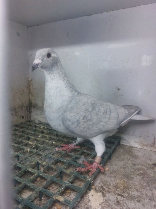 Golebie pocztowe reduced  rubella