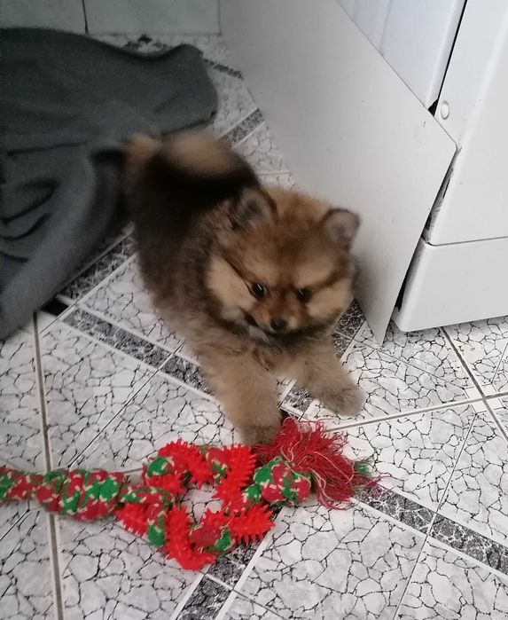 Sprzedam Szpic Miniaturowy Pomeranian