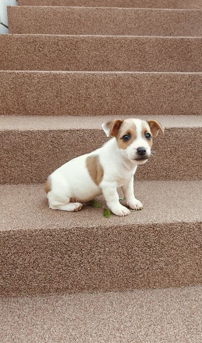 Jack russell terrier