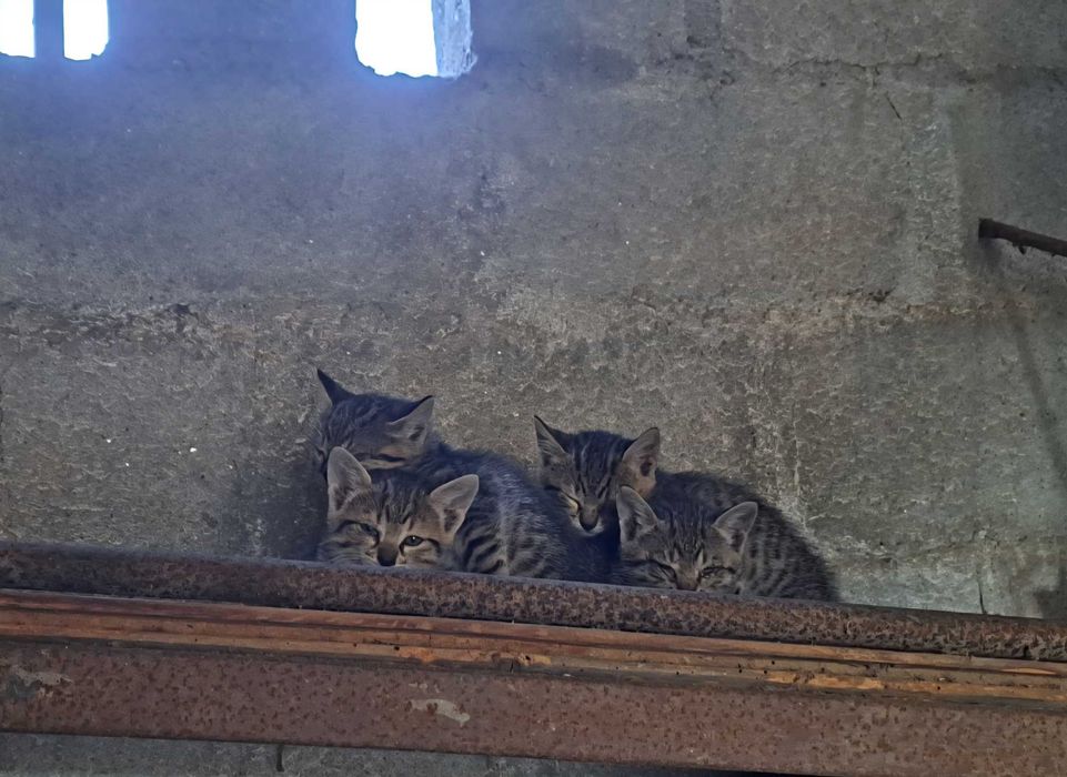 Gatinhos para Adoção 6 semanas