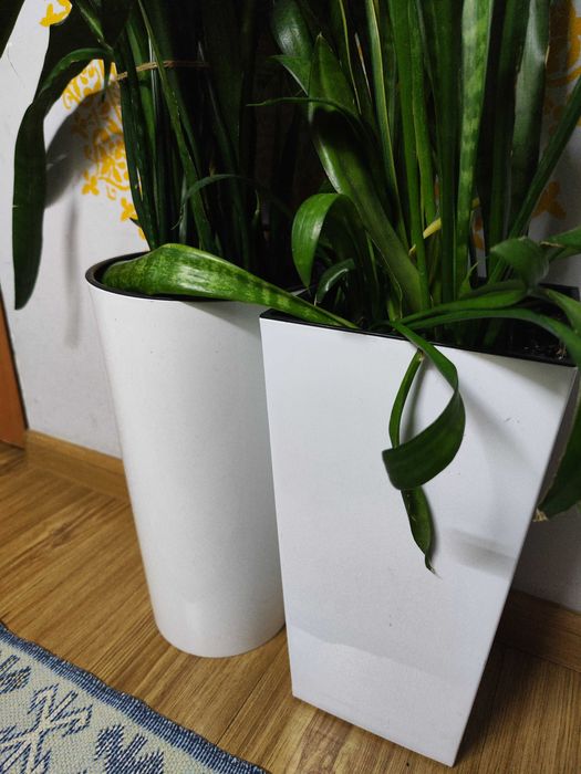 сансевієра вазонки