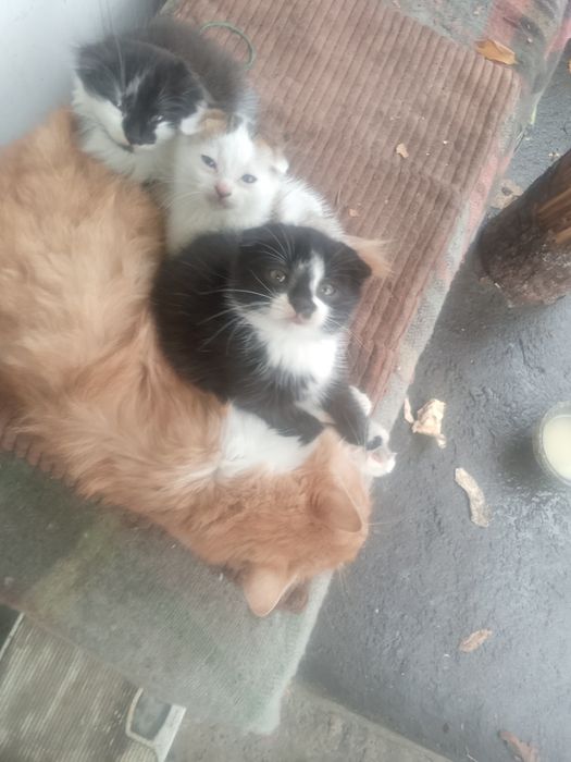 віддаю котиків в добрі руки