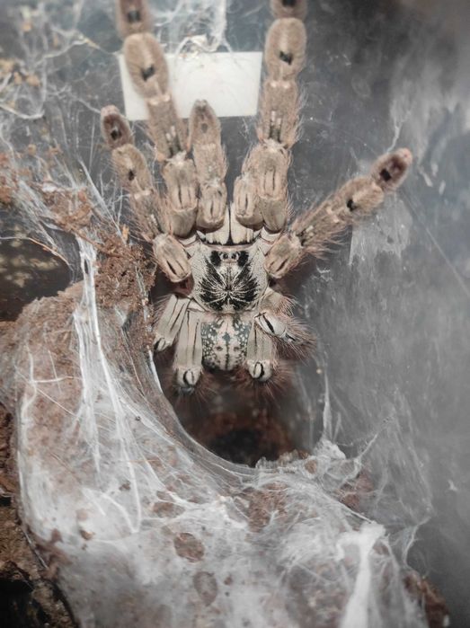 Heteroscodra maculata l1 - ptasznik