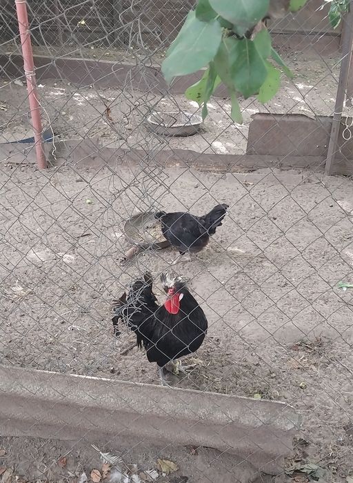 Продаються Кури та півень