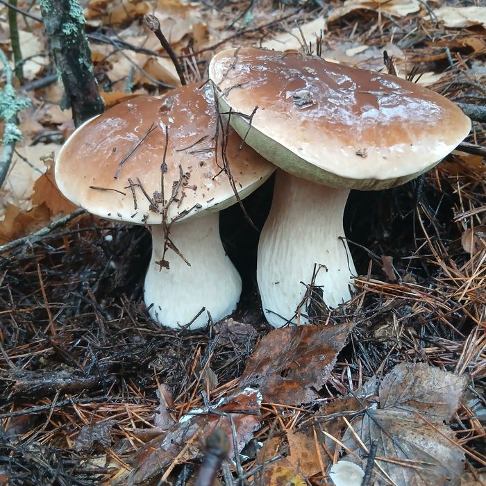 Грибы лисички, сухие, мороженные, свежие.