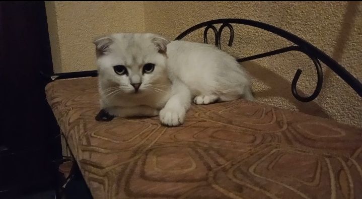 Срібний муркотун ns11