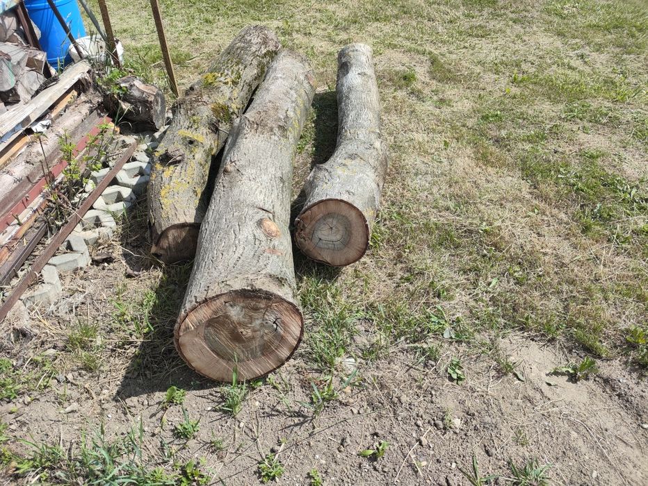 Pniak drzewa orzech włoski 3 sztuki