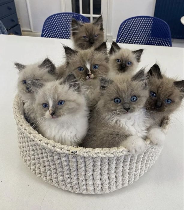 Рэгдолл котятки Ragdollі