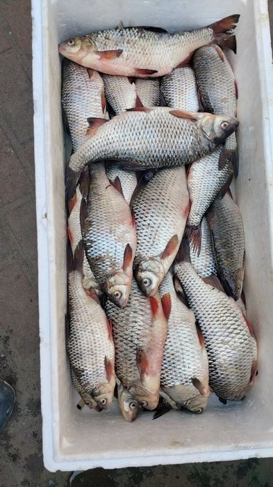 Жива риба свiжа риба