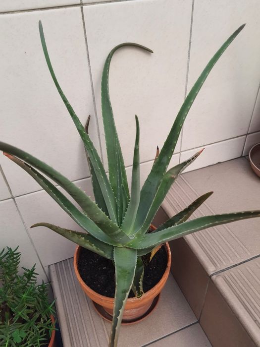 Plantas de interior