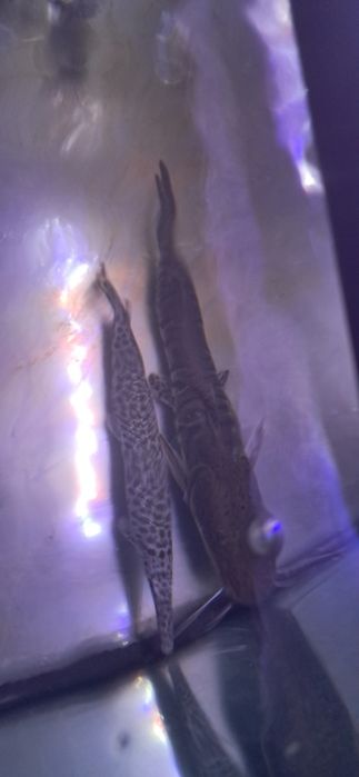 Vendo TSN (pseudopastitoma fasciatum) 35-40Cm