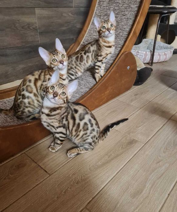 Бенгальські кошенята