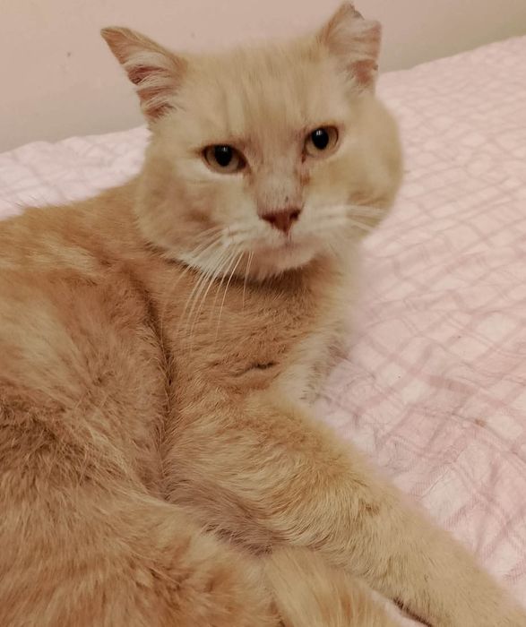 Rudy,dorosły,zdrowy,wykastrowany szuka kochajacego domku.