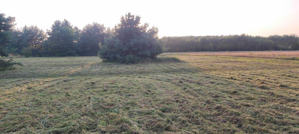 działka Jęczydół z linią brzegową jeziora Miedwie pow. 0.9720 ha - Widok 6