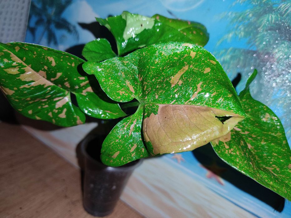 сингониумы  25 сортов, клубничный лед и др