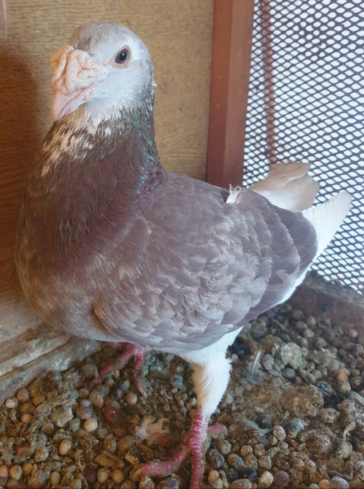 Gołębie staropolskie