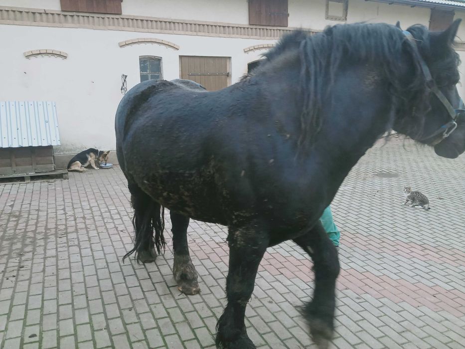 Ogier GAJAR sprzedam/zamienię