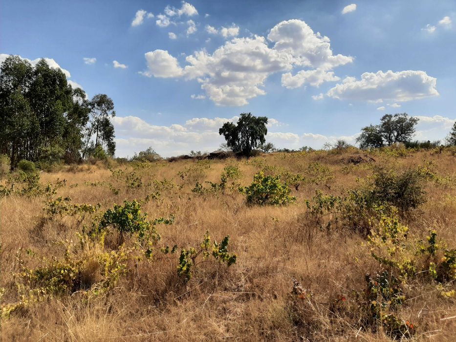 Terreno Rústico com Vinha (3.640 m²) – Salgueiro do Campo, Castelo Branco