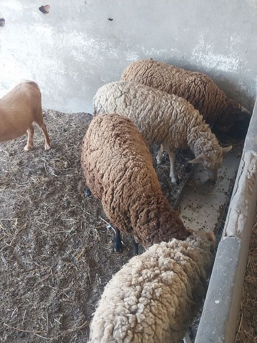 Ovelhas e carneiro e cabras