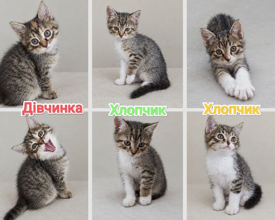 Шукаємо найкращі родини для маленьких котиків!