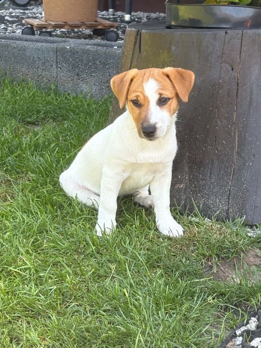 Jack Russell Terrier-przepiękna suczka Hera