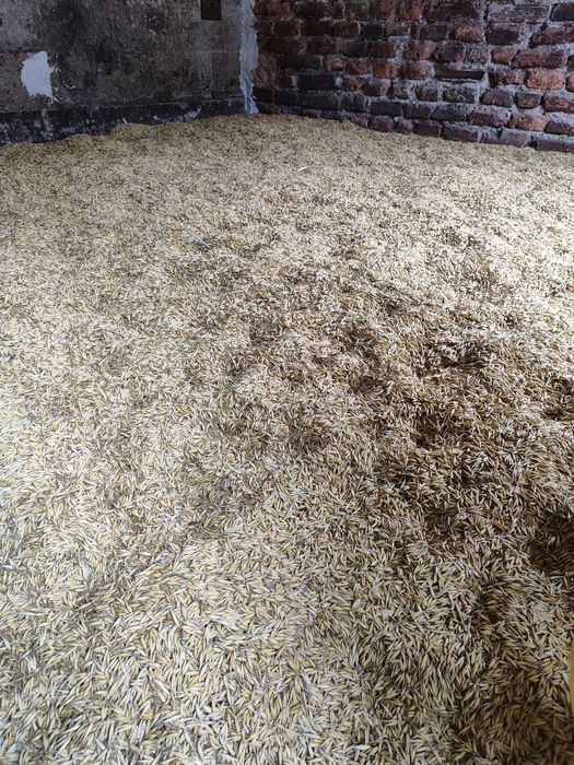 Sprzedam Owies dobrej jakości