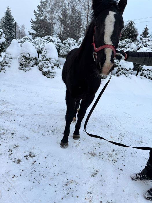 Sprzedan ogierka  Śląskiego