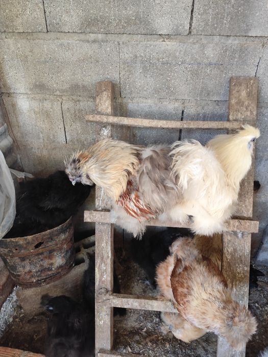 Quem se apaixona por estes dois garnizos e este sedoso