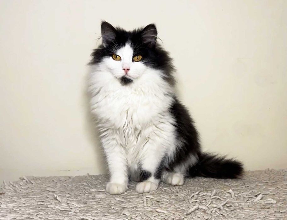 Пухнастий малюк Ларік шукає дім і люблячу людину! кошеня 4.5міс кіт