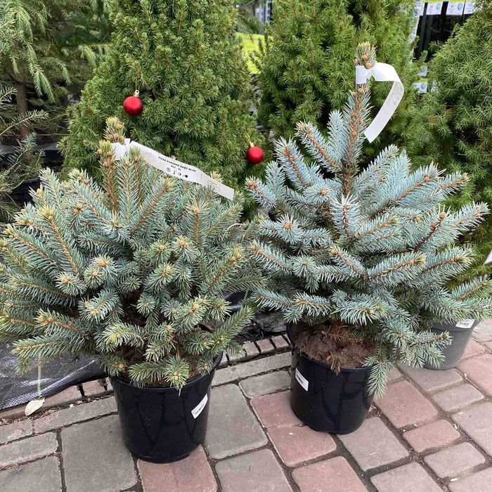 Елки, ялини, сосни живі в горщиках