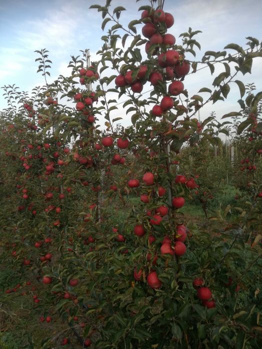 Jabłka  Lobo, Cortland i inne odmiany