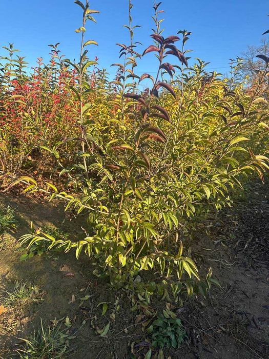 Барбарис, вейгела, пухироплідник, дерен, гібіскус, калина, бузок