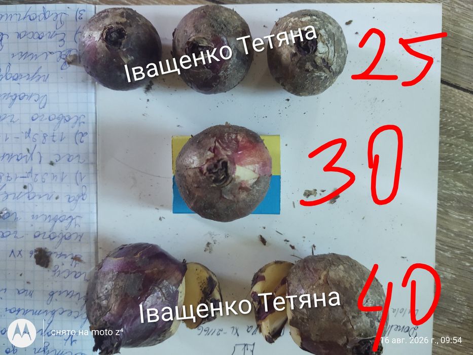 Гіацинти махрові цибулини